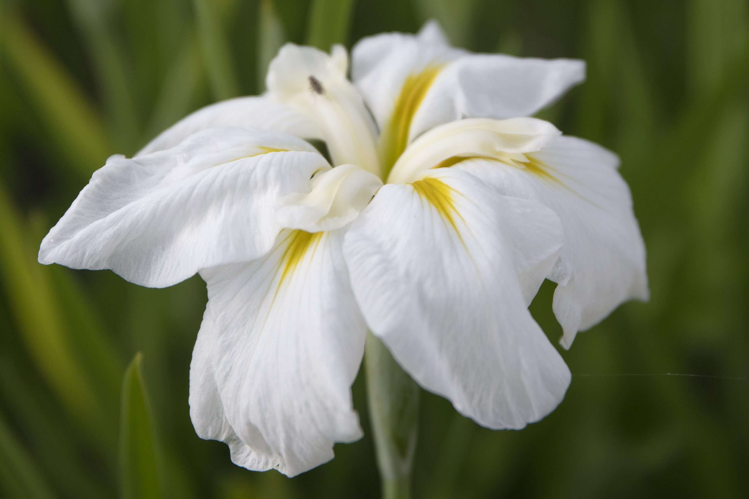 Iris ensata 'Goldbound'