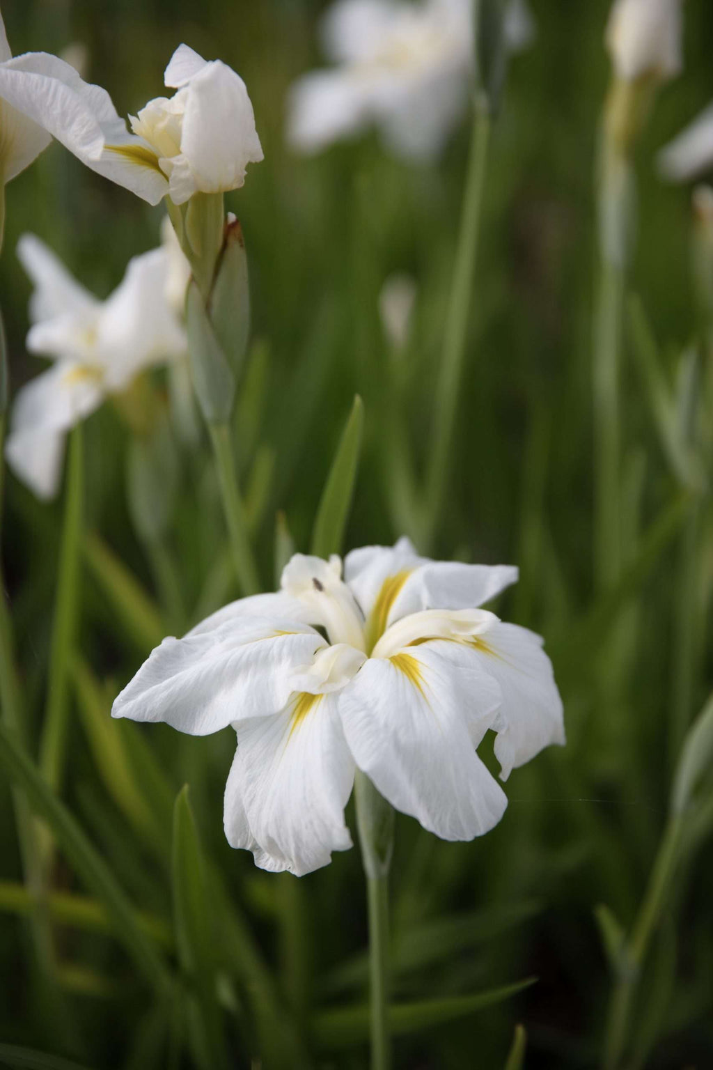 Iris ensata 'Goldbound'