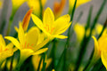 Zephyranthes grandiflora Yellow