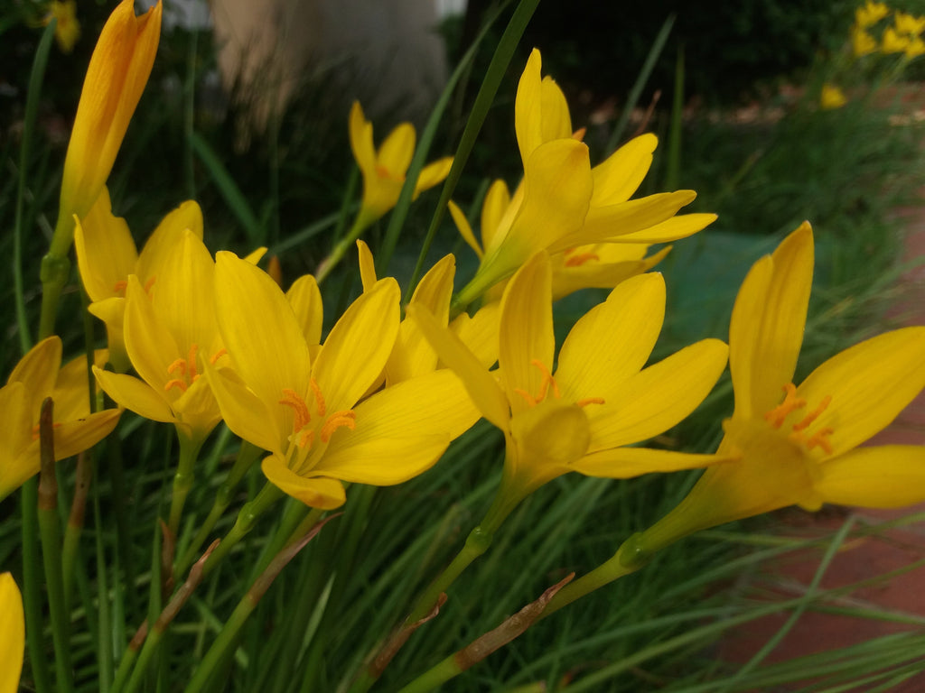 Zephyranthes grandiflora Yellow