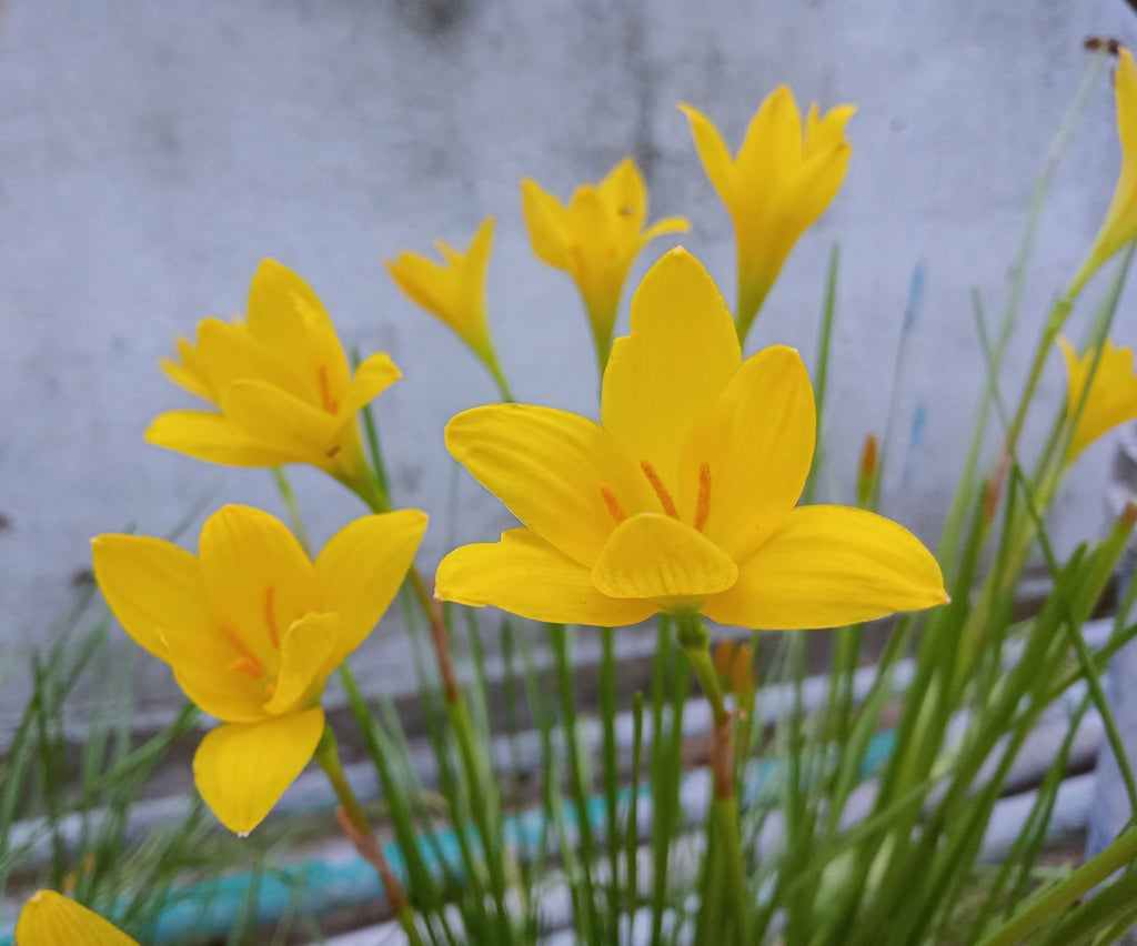 Zephyranthes grandiflora Yellow