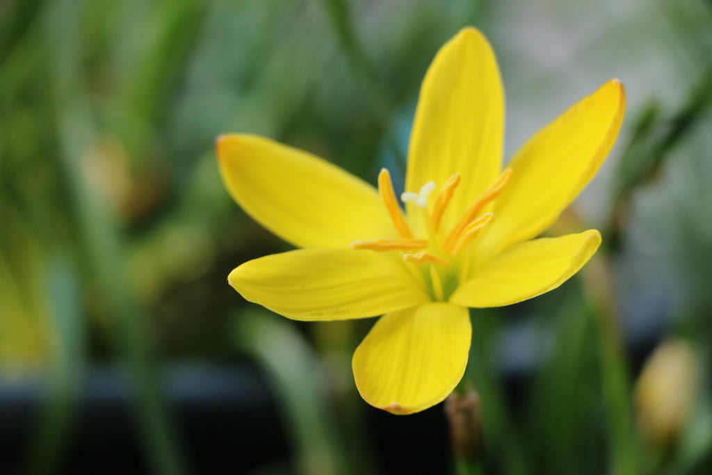Zephyranthes grandiflora Yellow