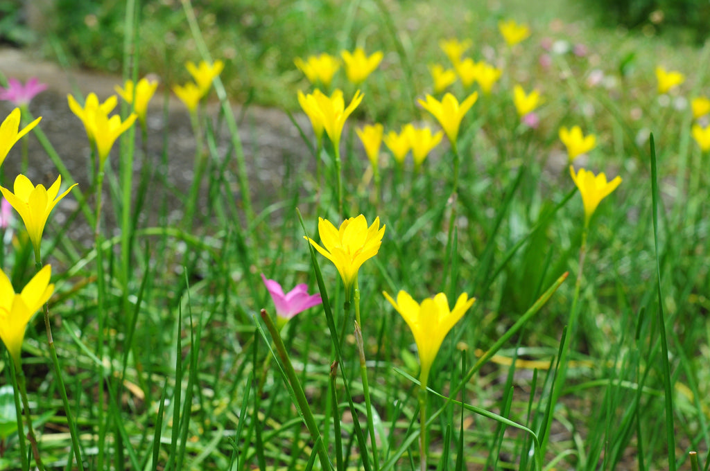 Zephyranthes grandiflora Yellow