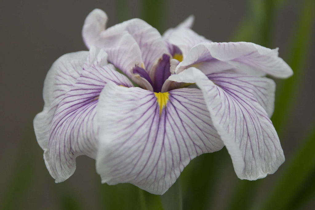 Iris ensata 'Greywoods Catrina'