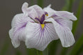 Iris ensata 'Greywoods Catrina'