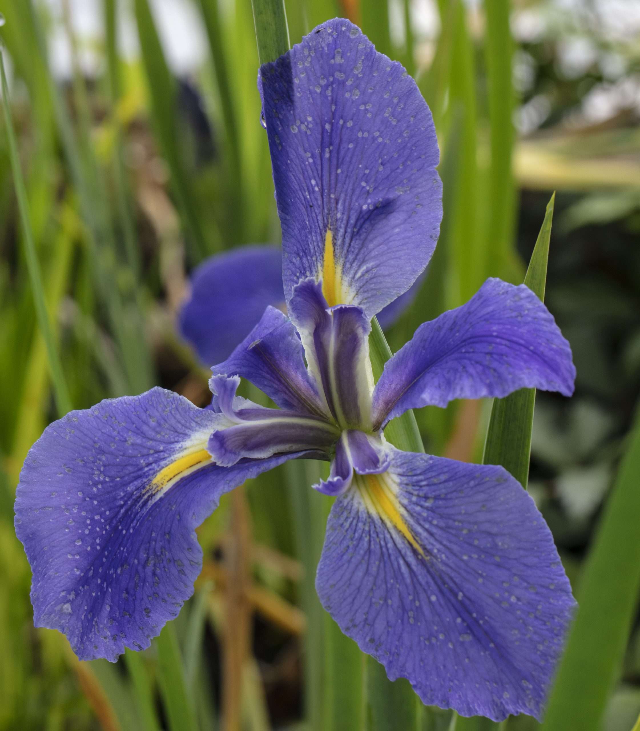 Iris Louisiana 'Heather Stream'