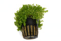 Hemianthus Callitrichoides