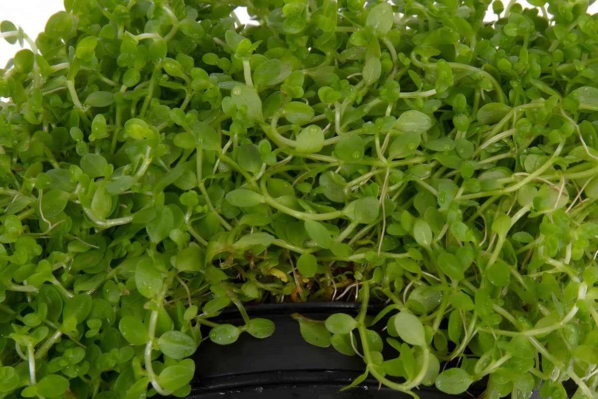 Hemianthus Callitrichoides