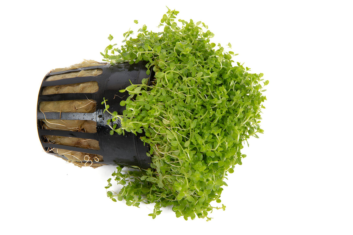 Hemianthus Callitrichoides