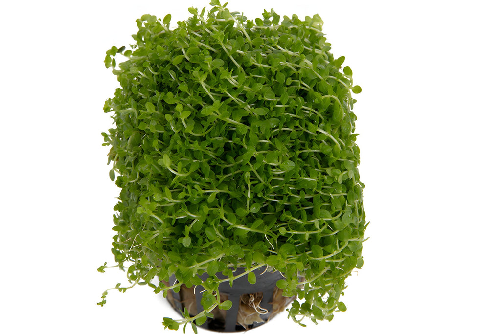 Hemianthus Callitrichoides