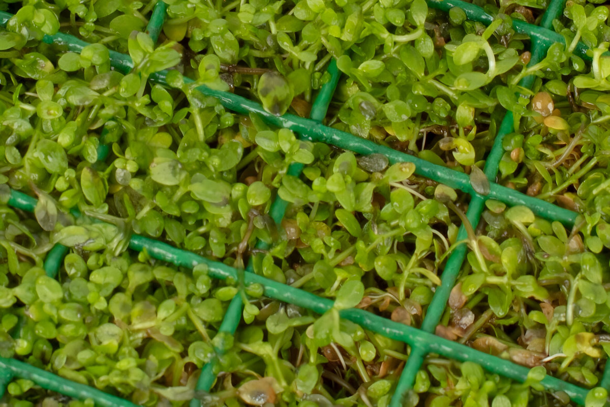 Hemianthus Callitrichoides