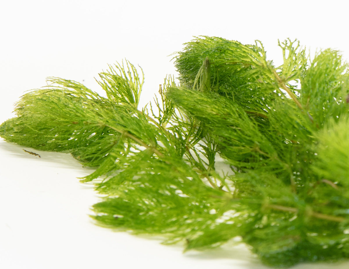 Ceratophyllum demersum