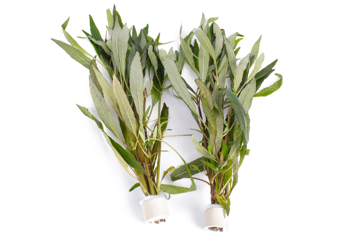 Hygrophila angustifolia