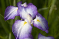 Iris ensata 'Gracieuse'