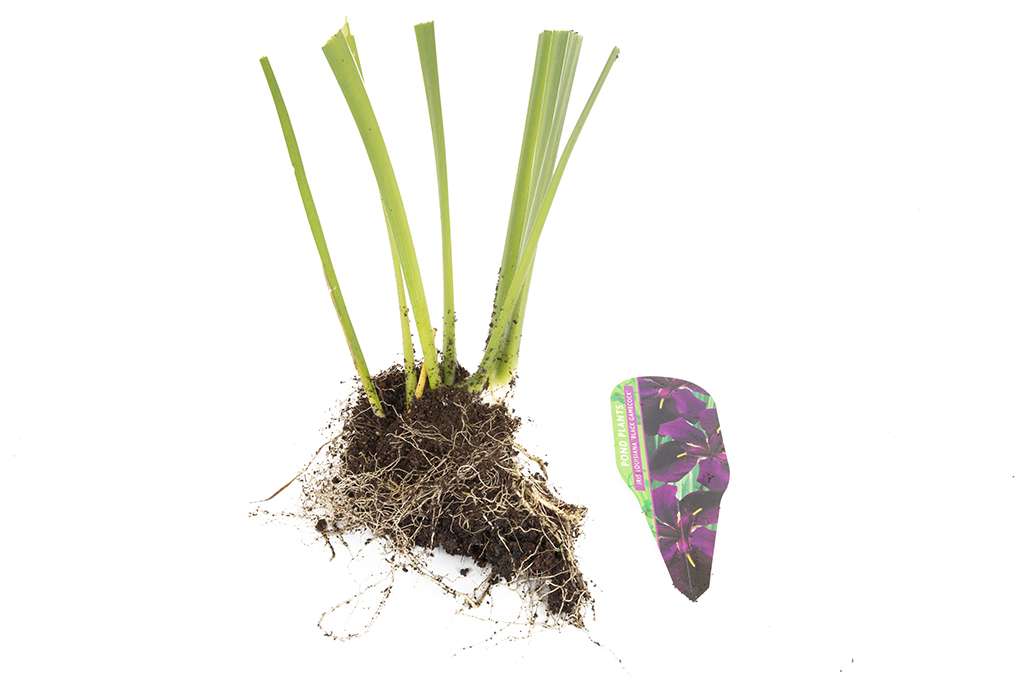 Iris louisiana 'Black Gamecock'
