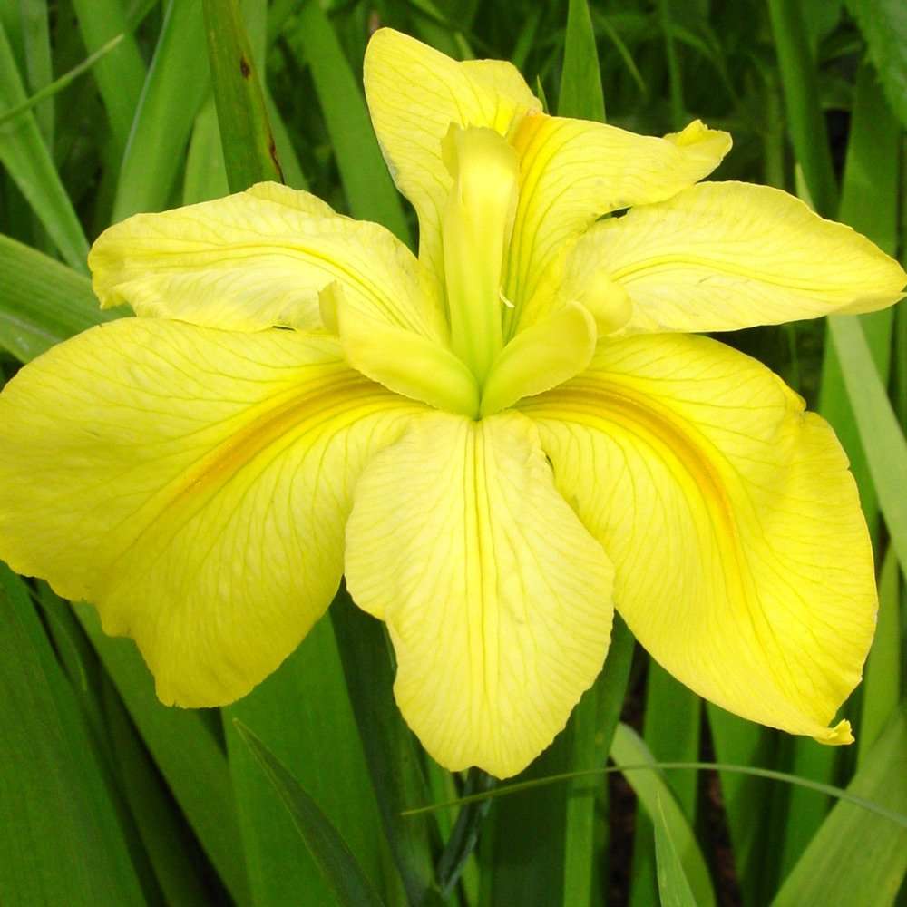 Iris louisiana 'Laura Louise'