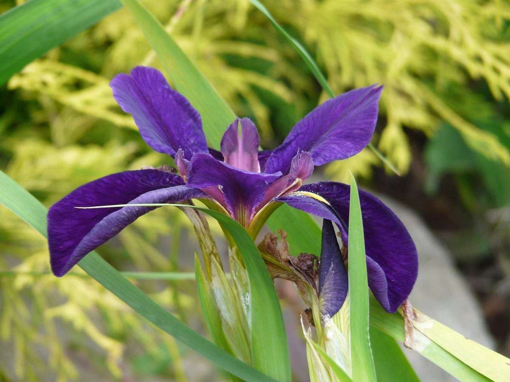 Iris louisiana 'Marie Gallais'