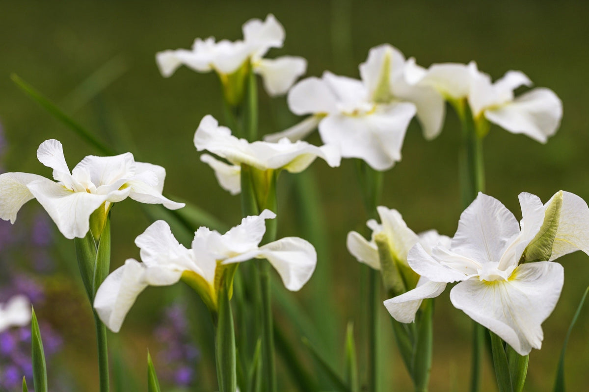 Iris sibirica 'White' (Siberian flag)