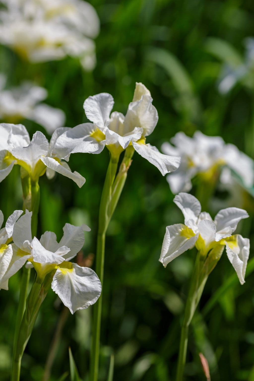 Iris sibirica 'White' (Siberian flag)