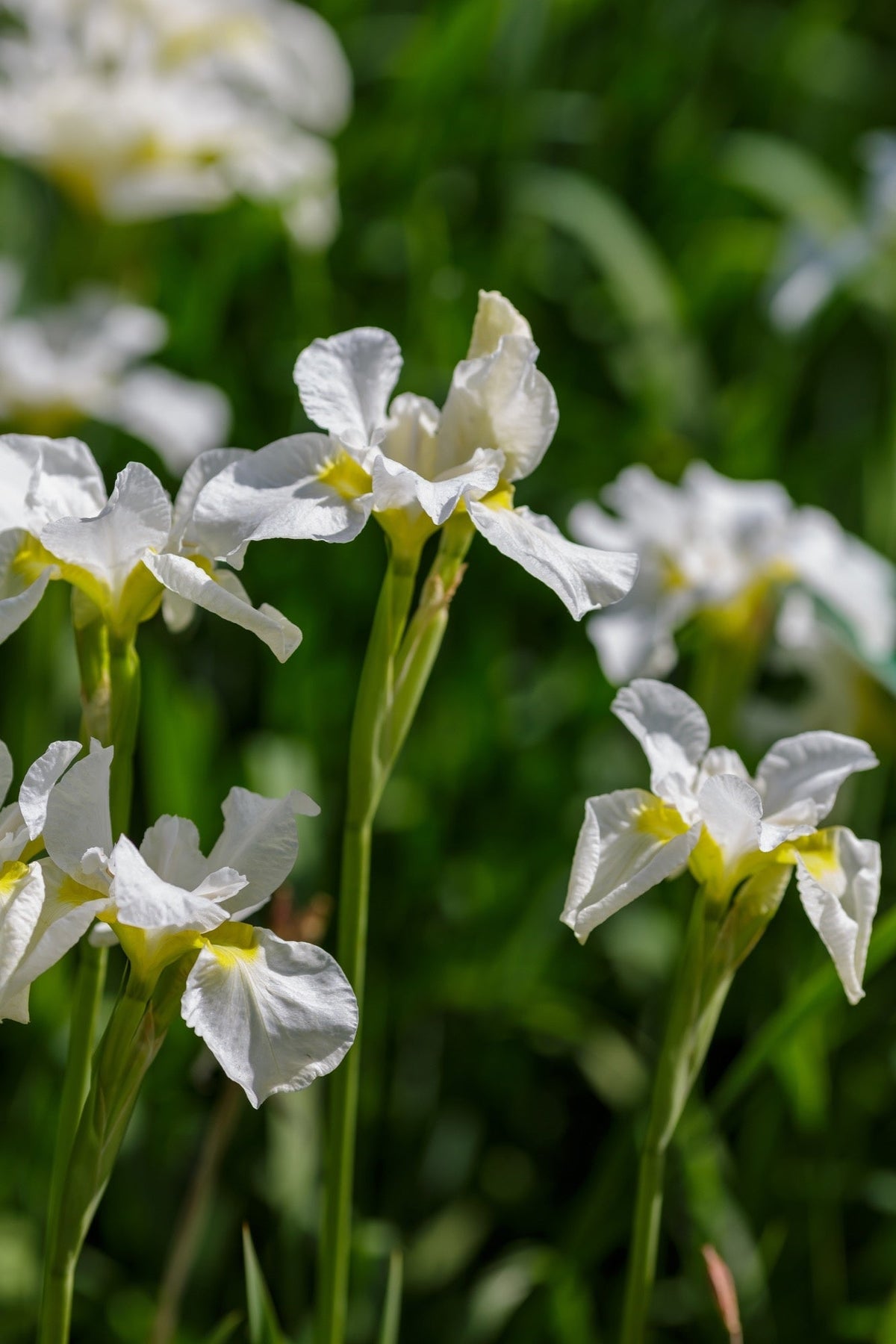 Iris sibirica 'White' (Siberian flag)