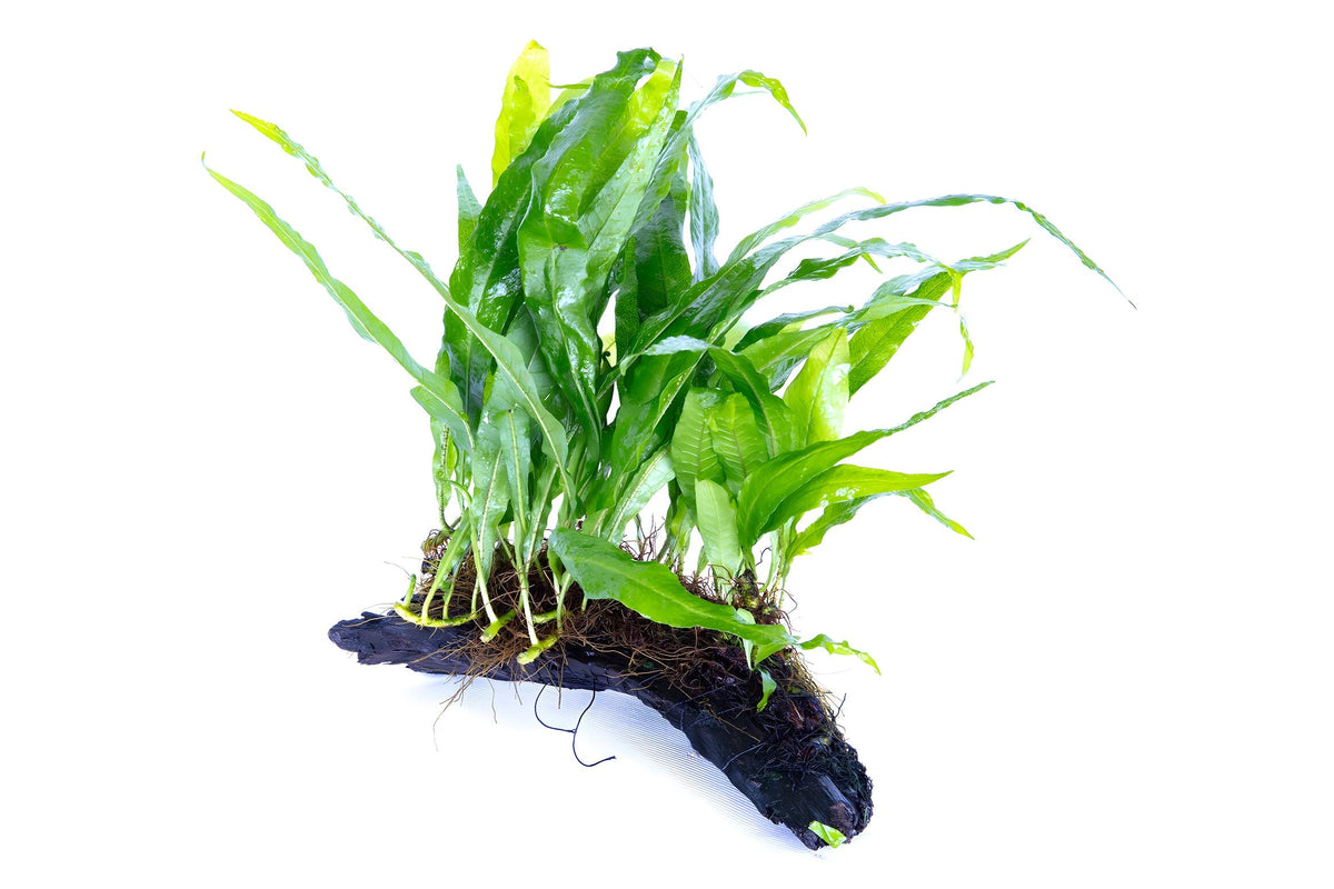 Microsorum pteropus