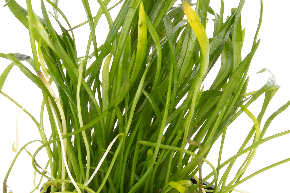 Lilaeopsis brasiliensis