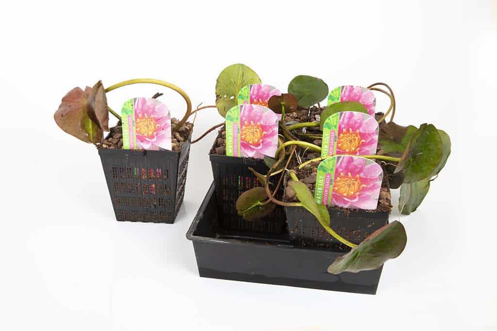 Nymphaea 'Liou'