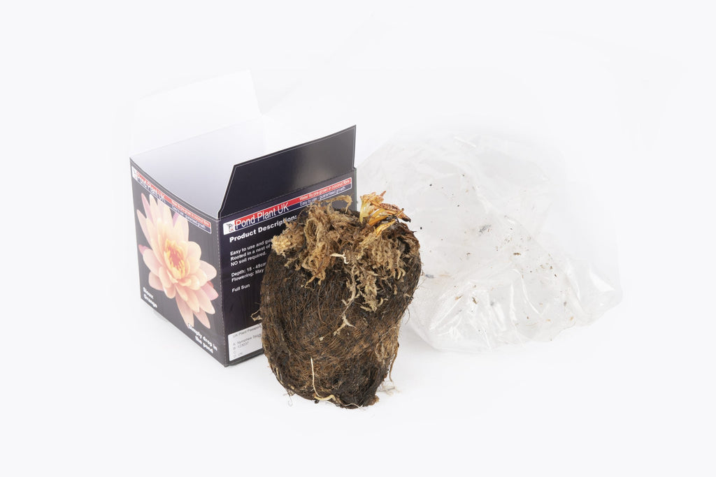 Pond Plant UK Sioux Orange Boxed Water Lily