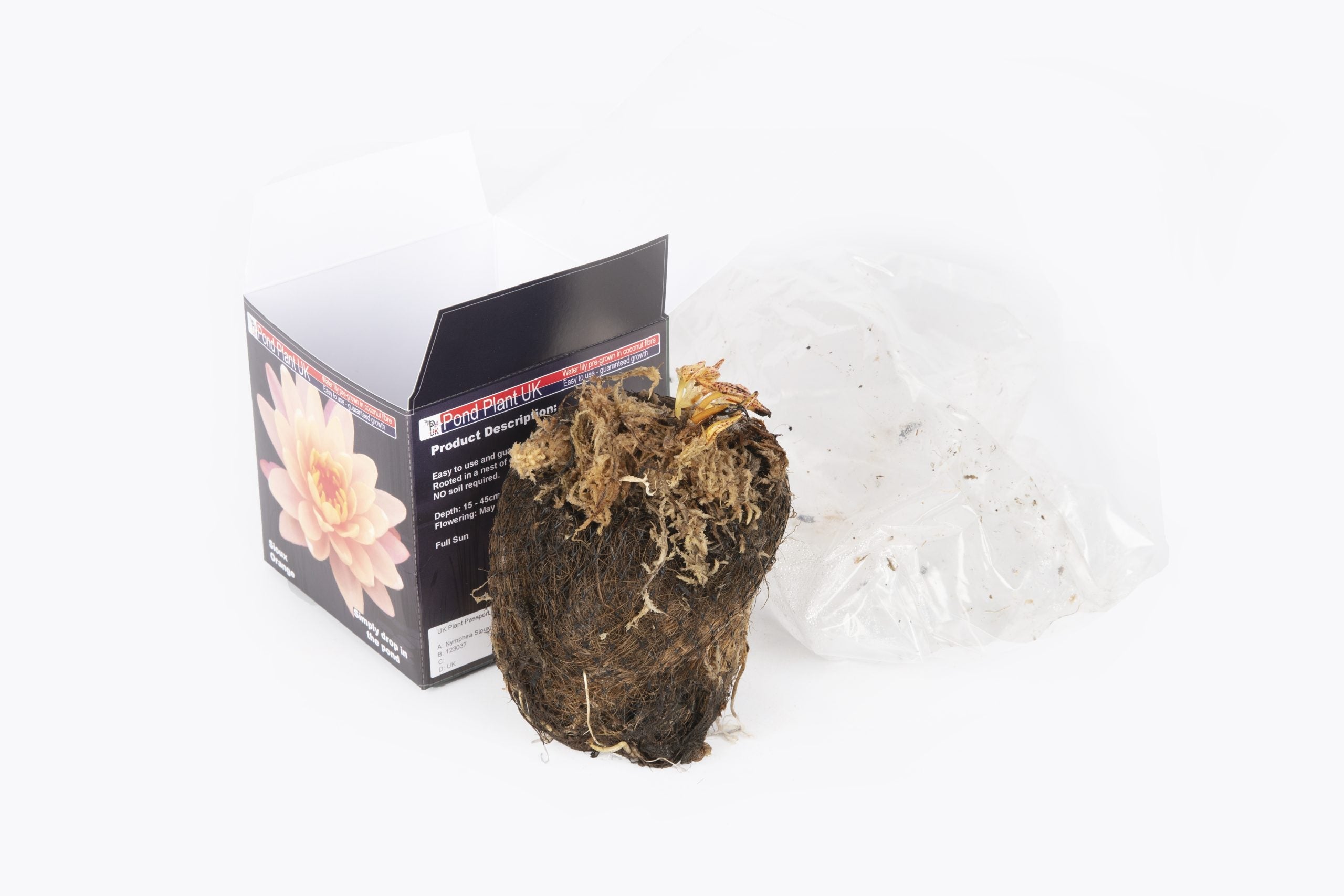 Pond Plant UK Sioux Orange Boxed Water Lily