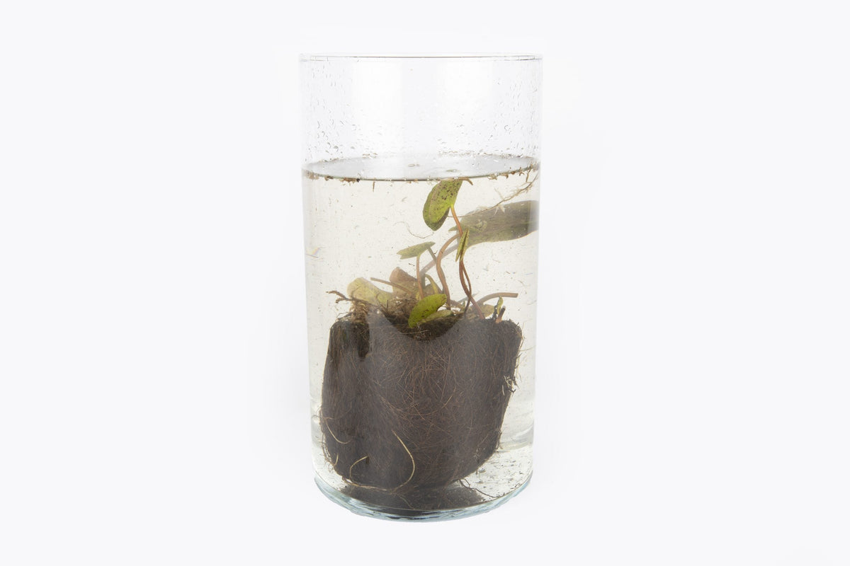 Pond Plant UK Attraction Red Boxed Water Lily