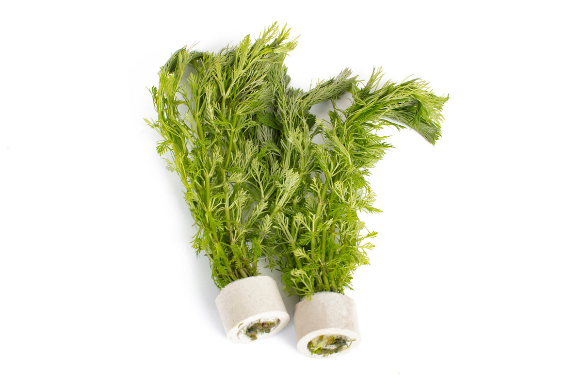 Limnophila sessiliflora