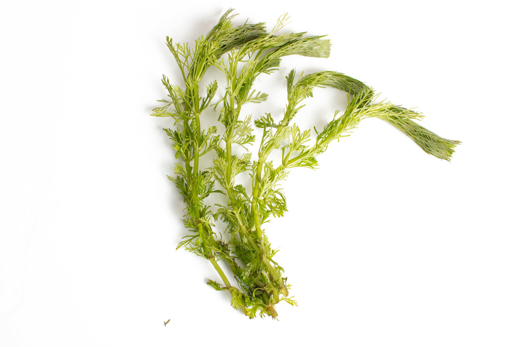 Limnophila sessiliflora