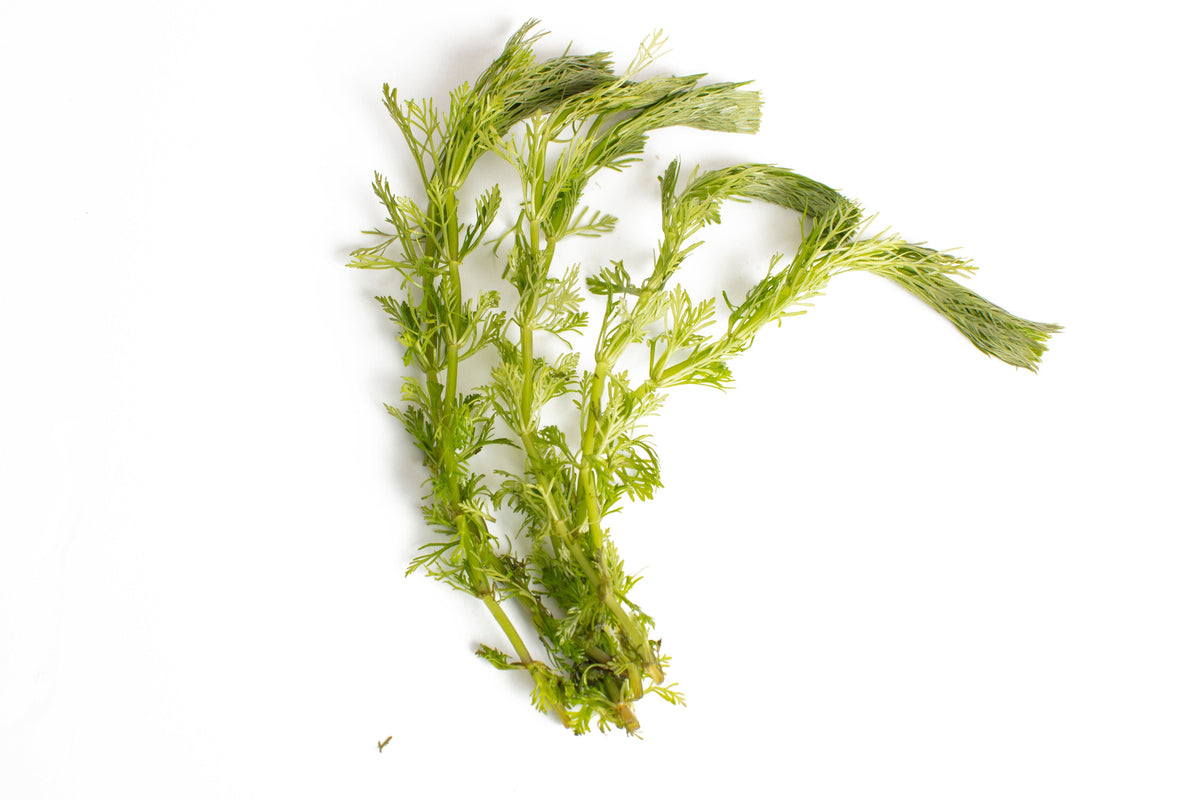 Limnophila sessiliflora