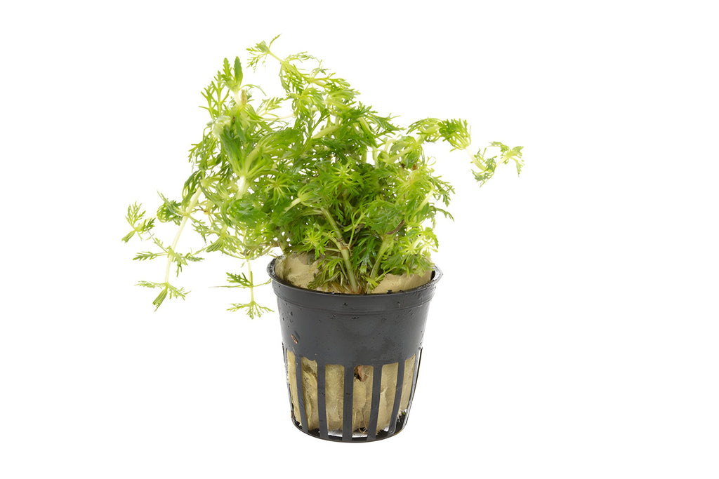 Limnophila heterophylla