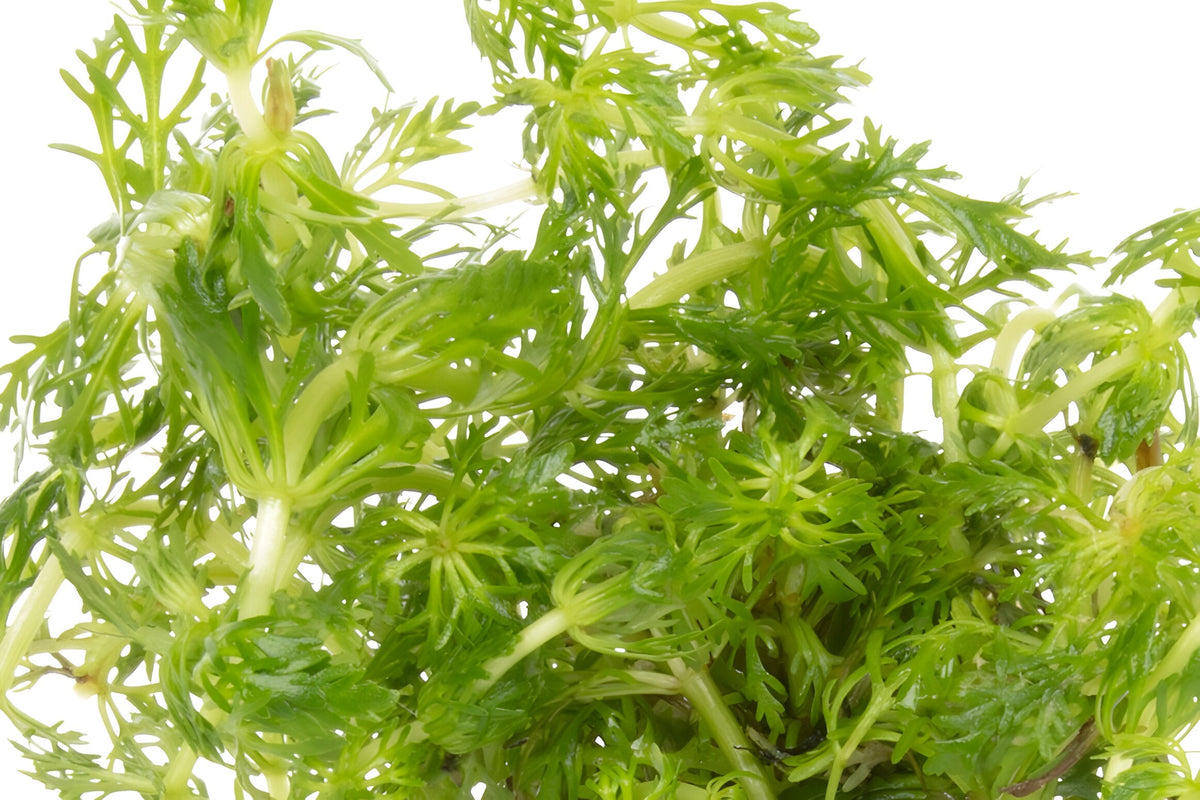 Limnophila heterophylla
