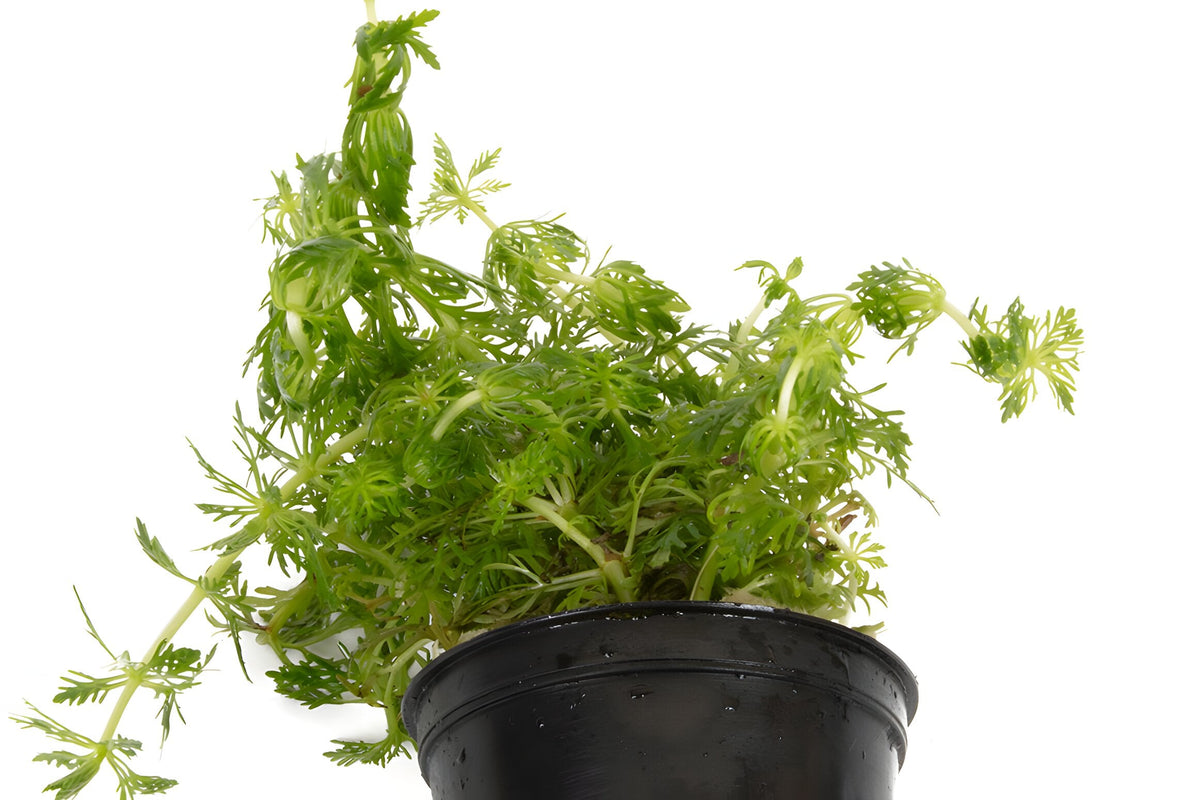 Limnophila heterophylla