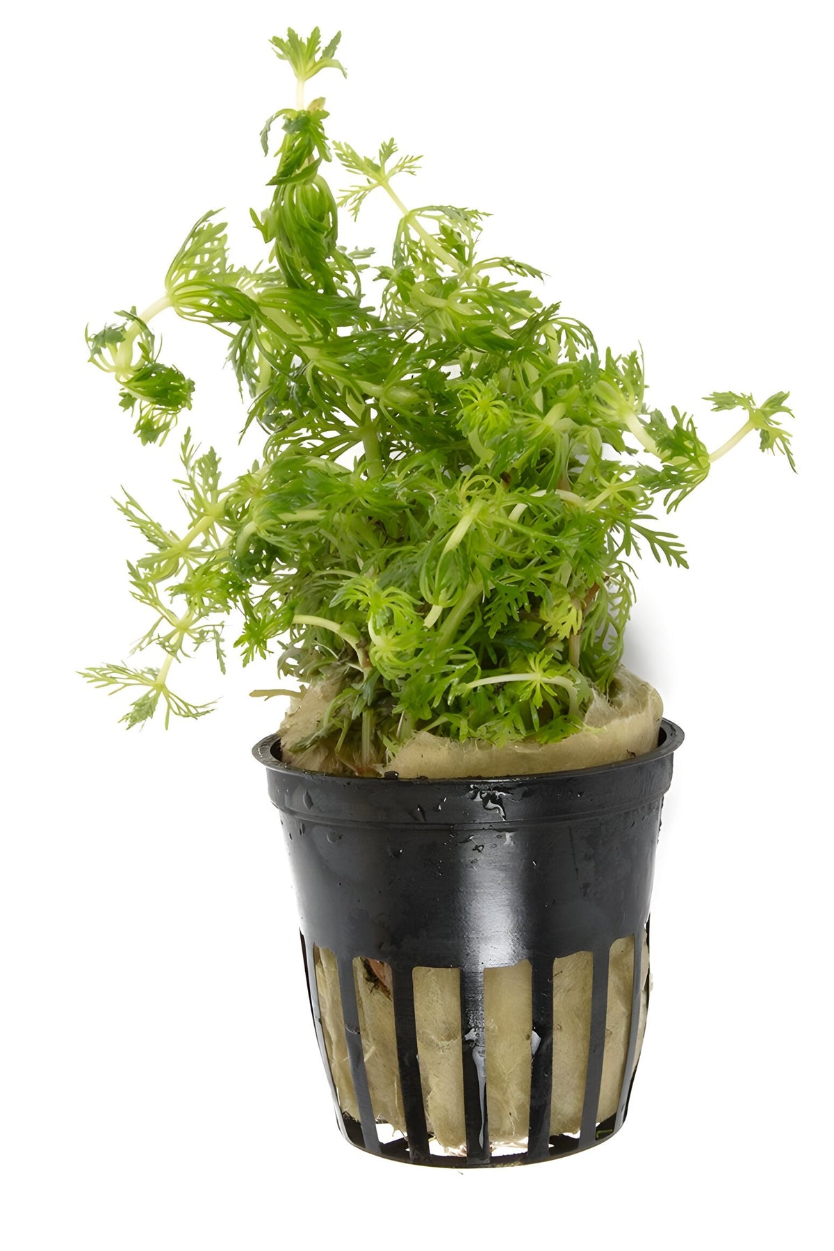 Limnophila heterophylla