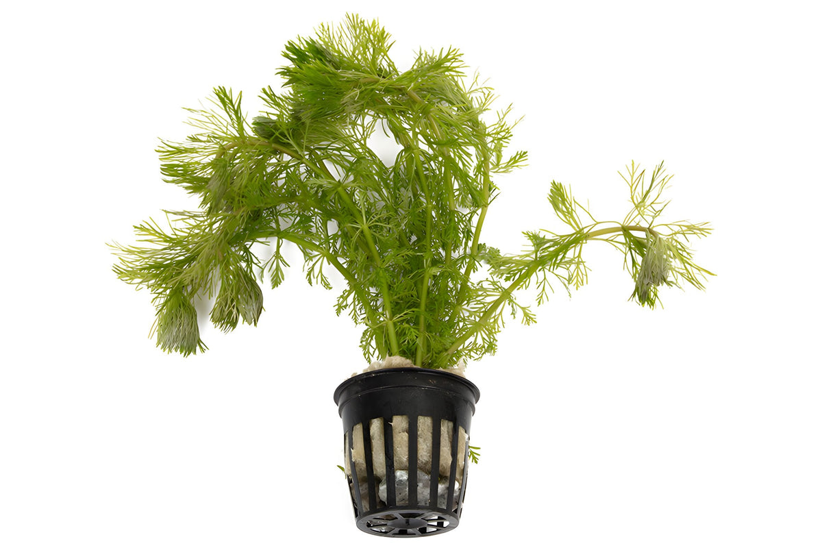 Limnophila sessiliflora