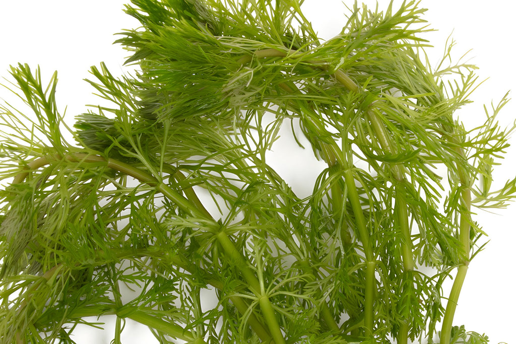 Limnophila sessiliflora