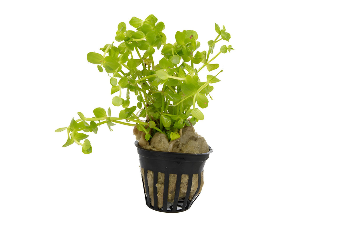 Lindernia rotundifolia 'Variegated'