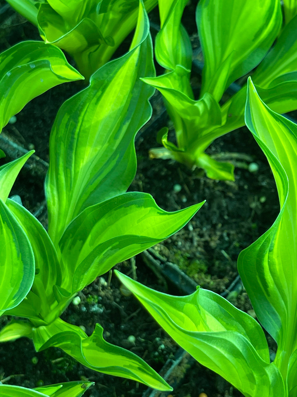 Hosta 'Little Tuft'