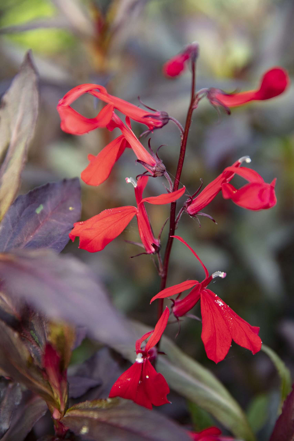 Lobelia 'Queen Victoria'