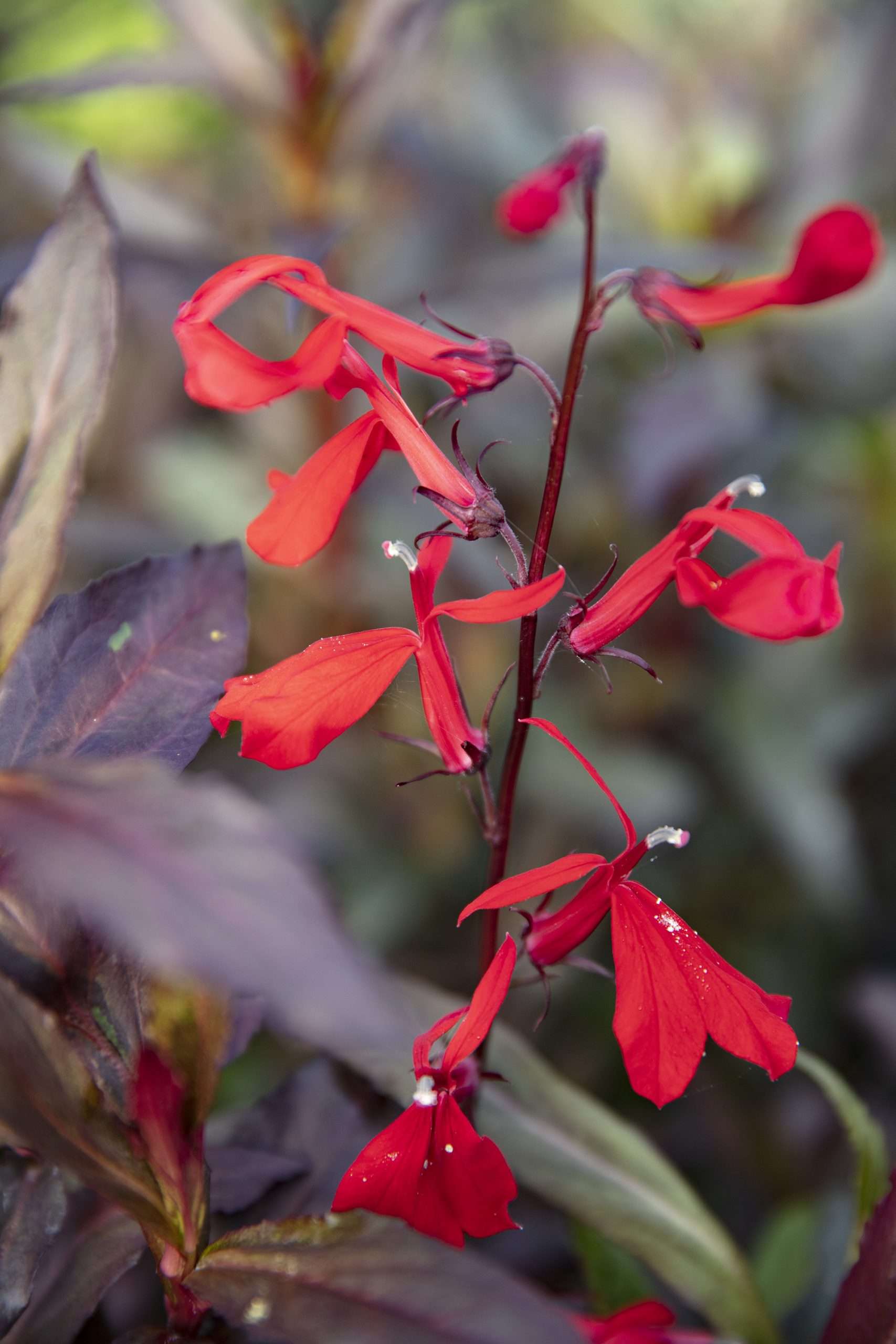Lobelia 'Queen Victoria'