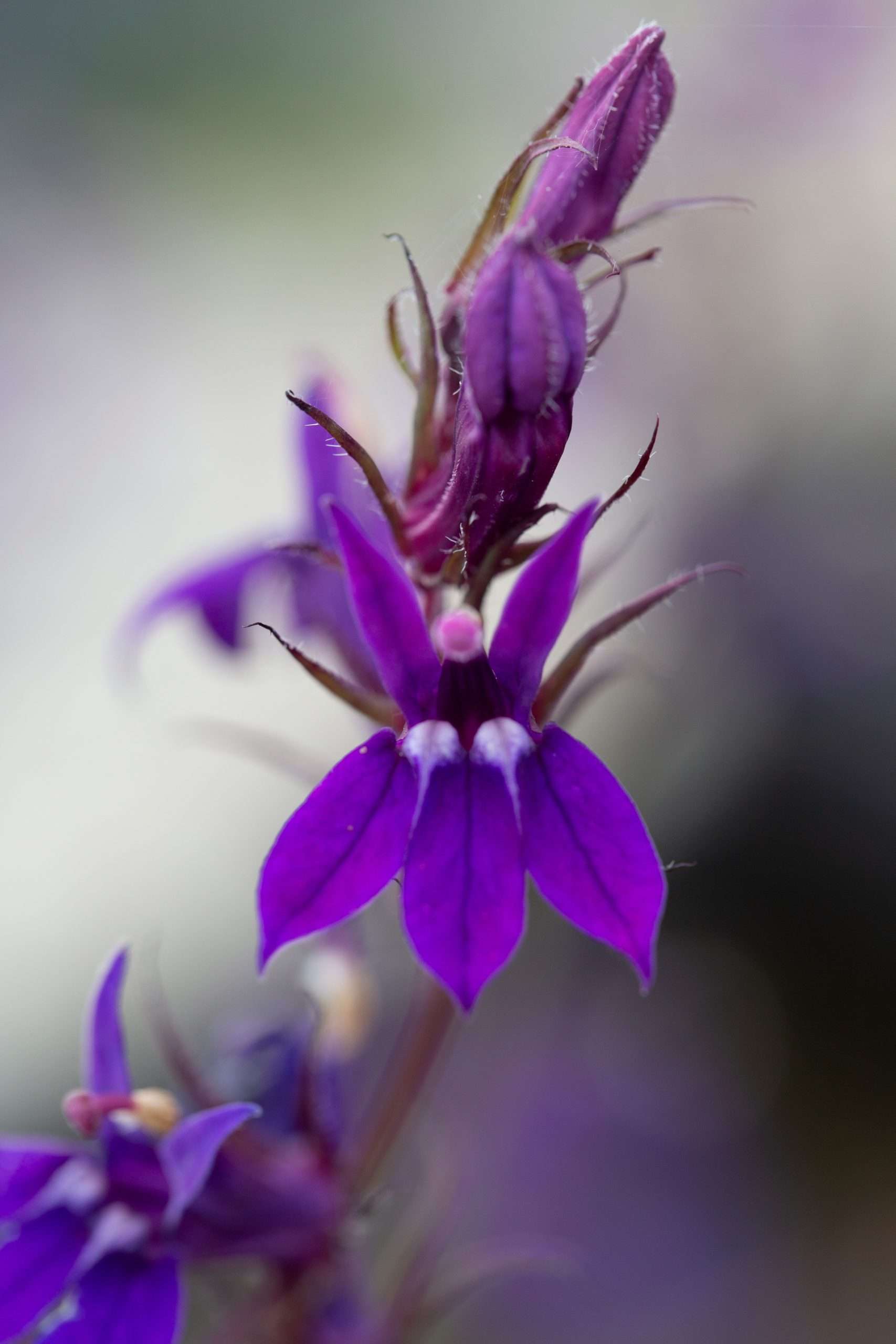 Lobelia vedrariensis