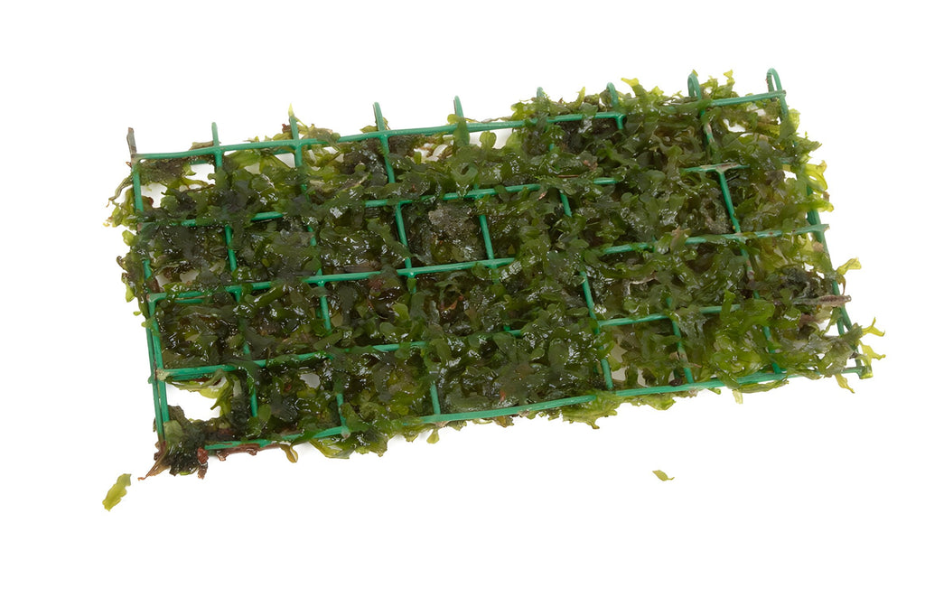 Lomariopsis lineata