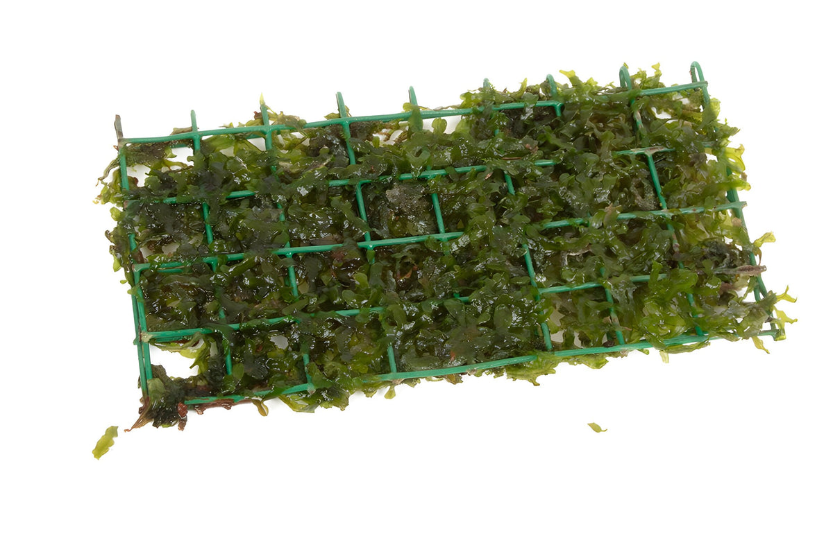 Lomariopsis lineata