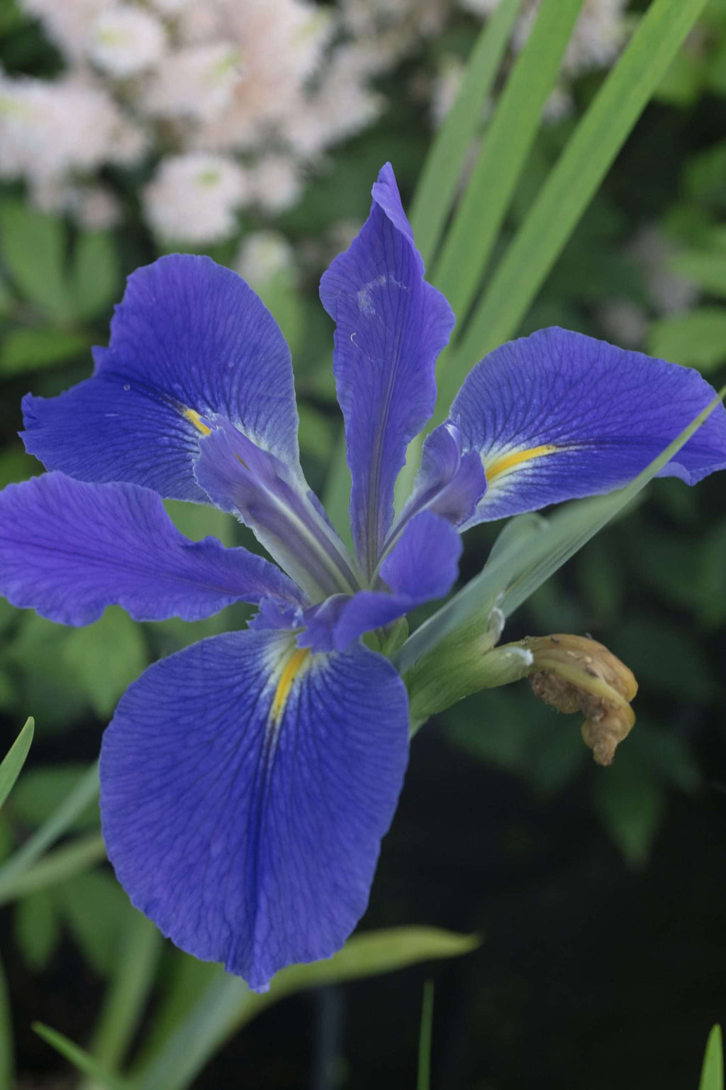 Iris Louisiana 'Heather Stream'