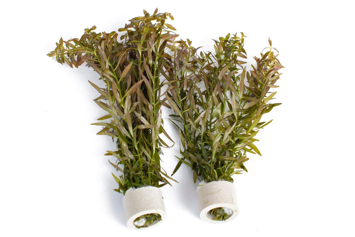 Ludwigia arcuata