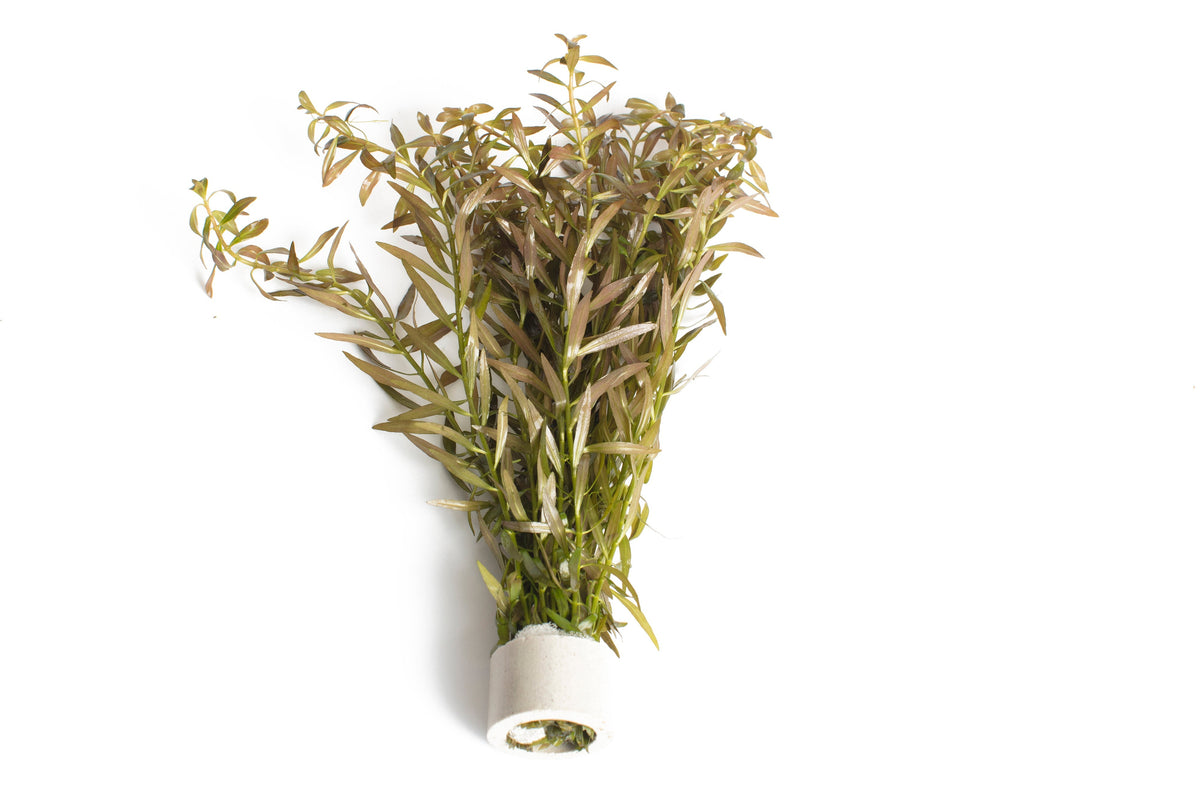 Ludwigia arcuata