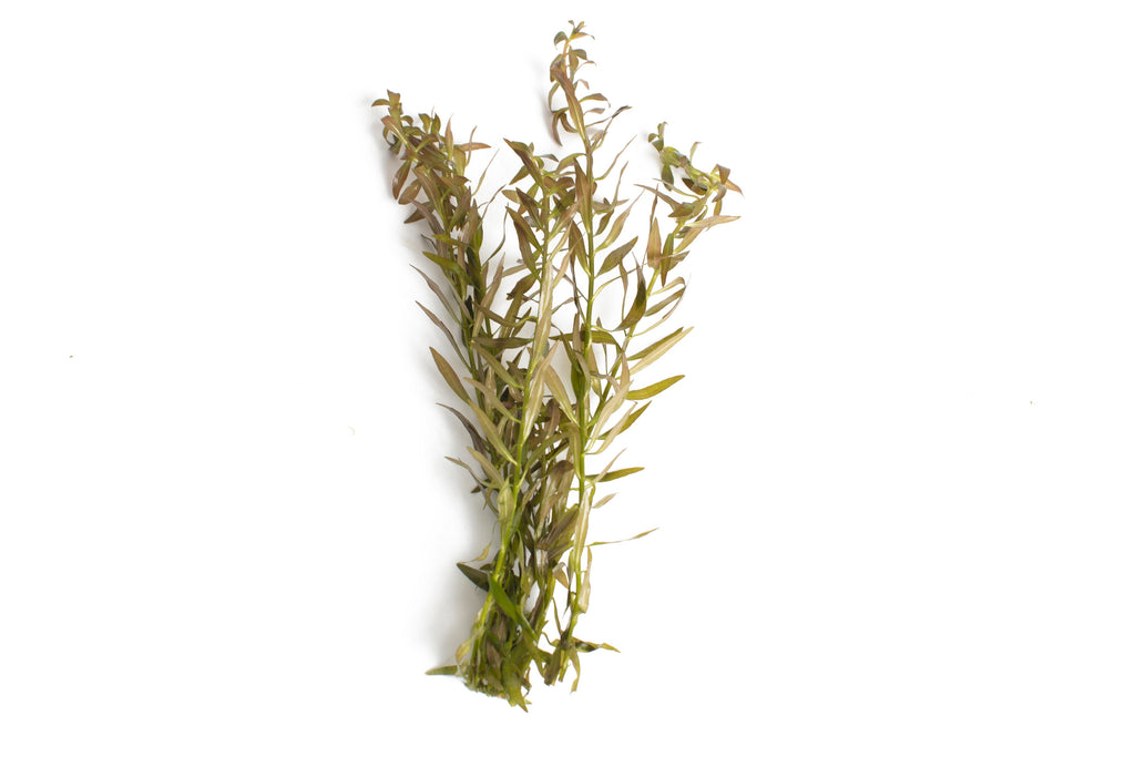Ludwigia arcuata